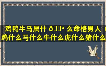 鸡鸭牛马属什 🐺 么命格男人（鸡什么马什么牛什么虎什么猪什么兔什么牛什么）